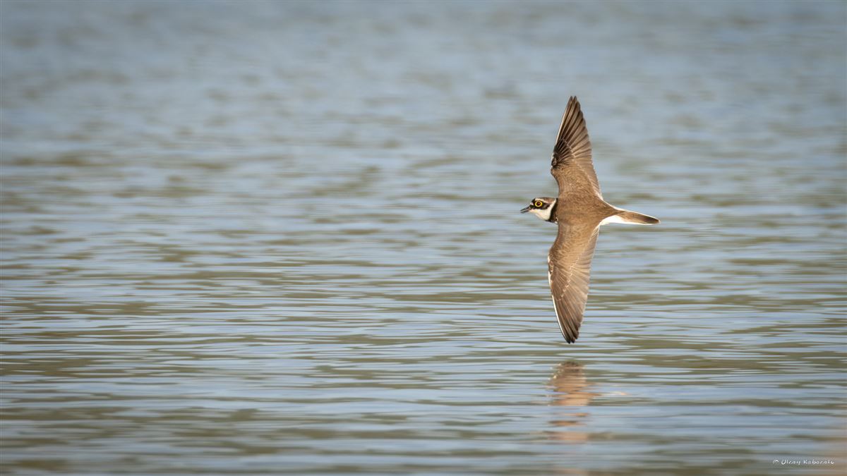 Little Ringed Plover