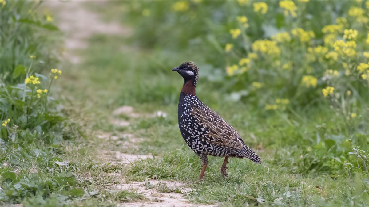 Black Francolin