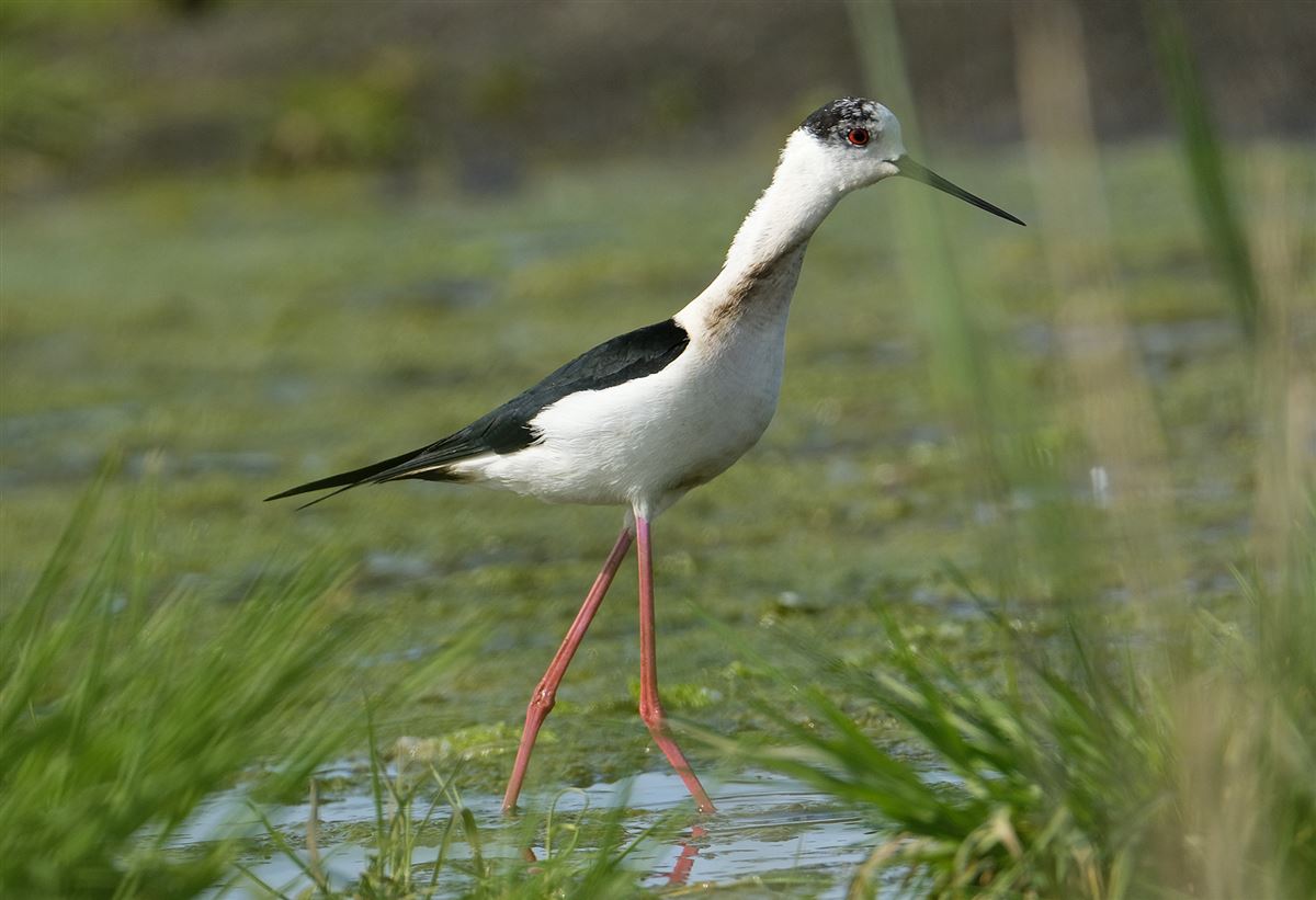 Black-winged Stilt