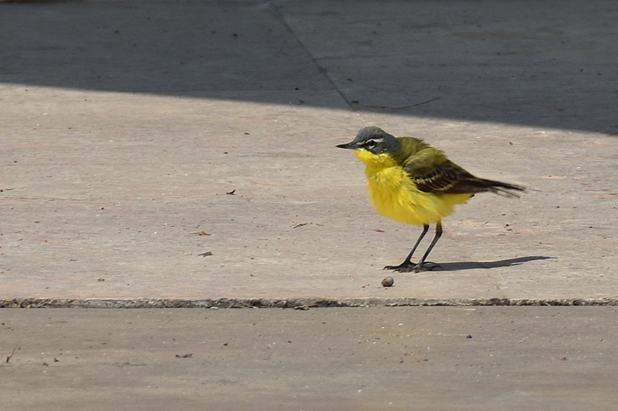 Western Yellow Wagtail