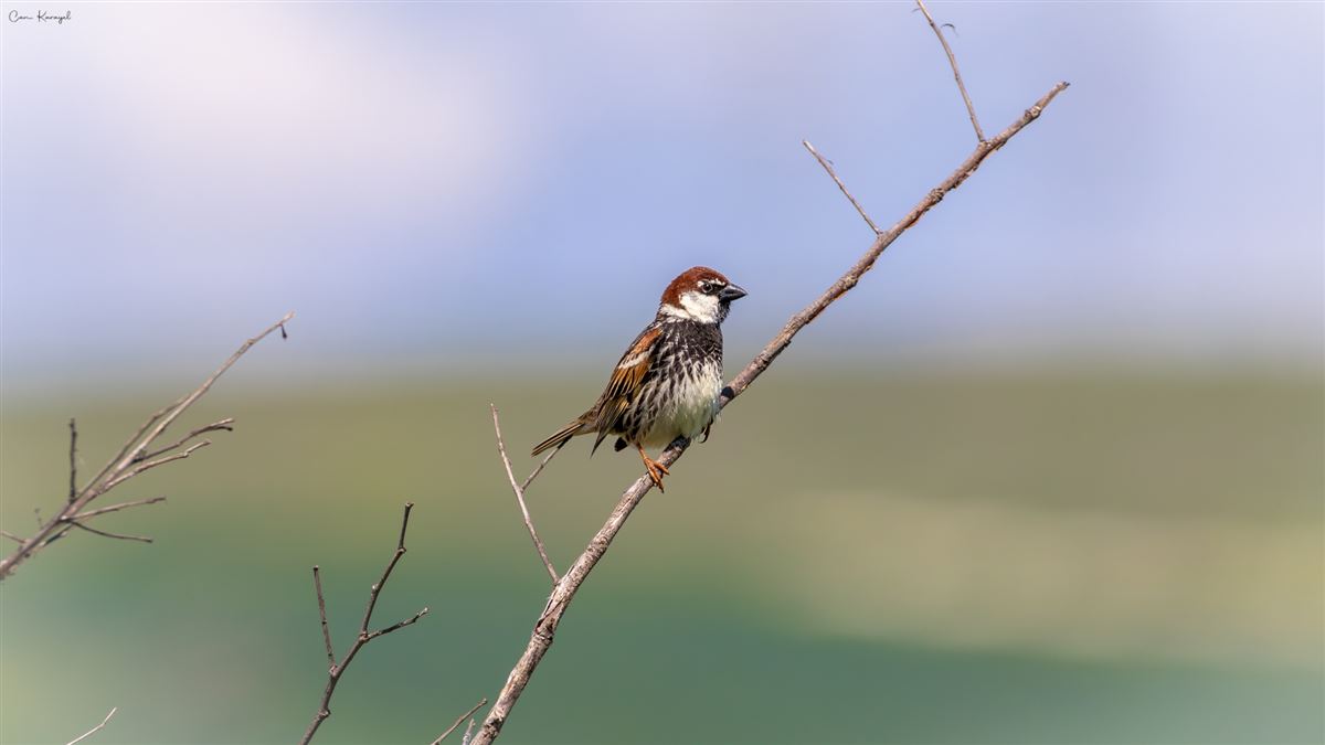 Spanish Sparrow