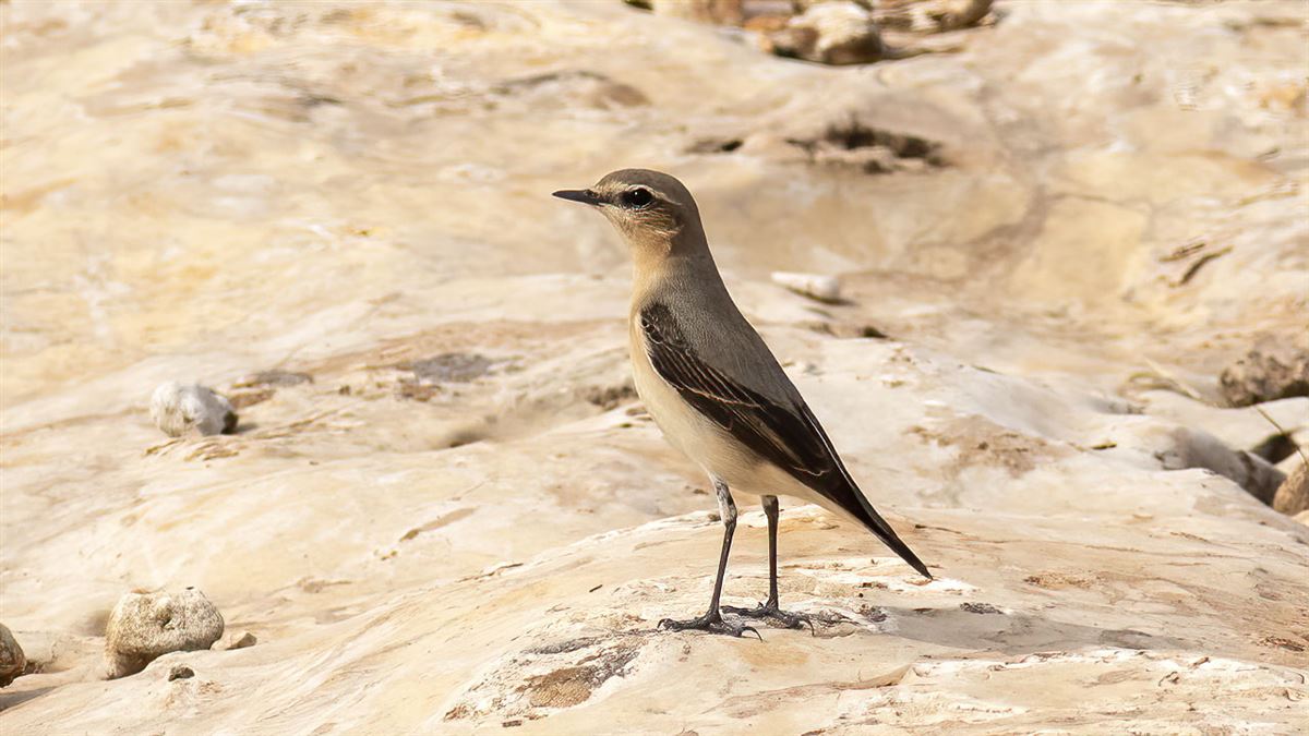 Northern Wheatear