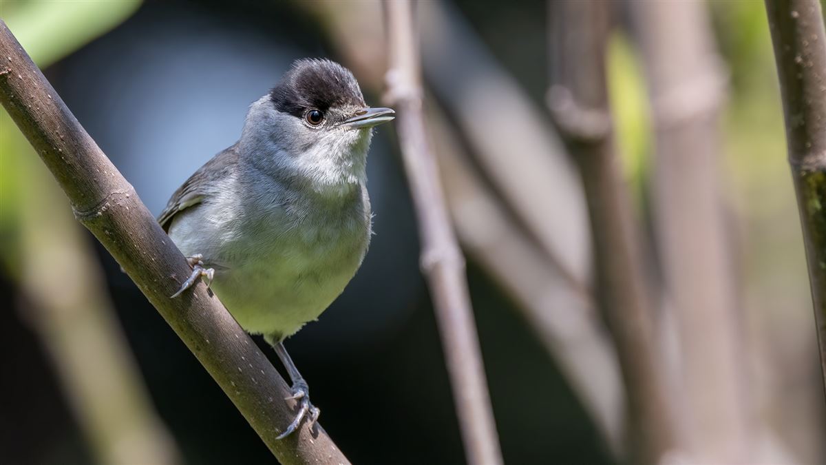 Eurasian Blackcap