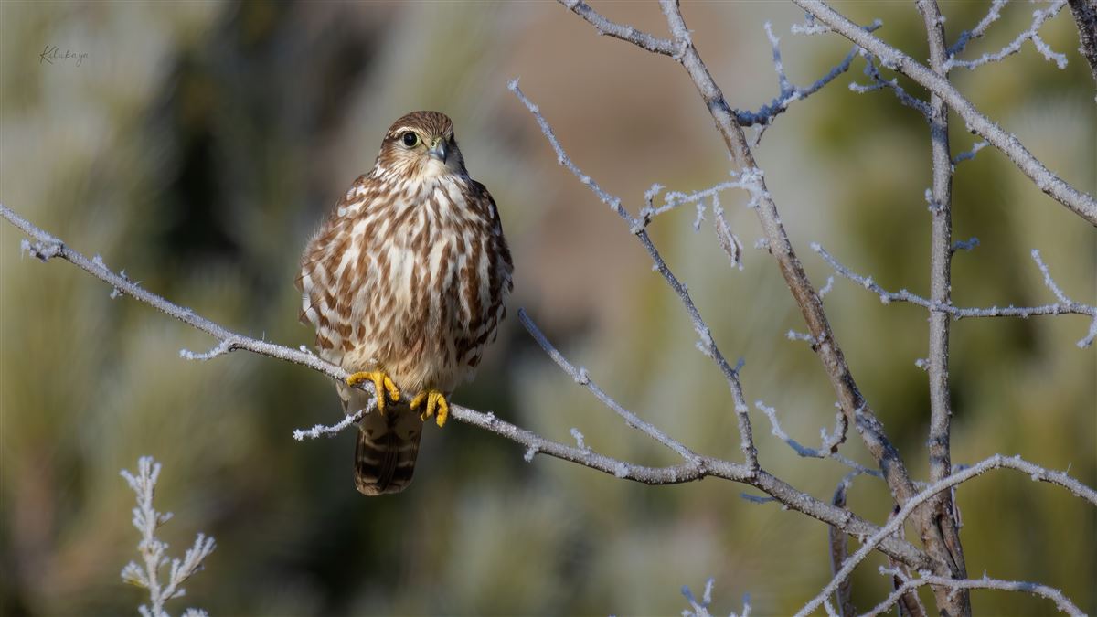 Merlin