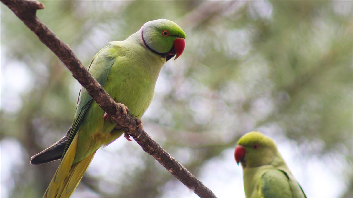 Rose-ringed Parakeet