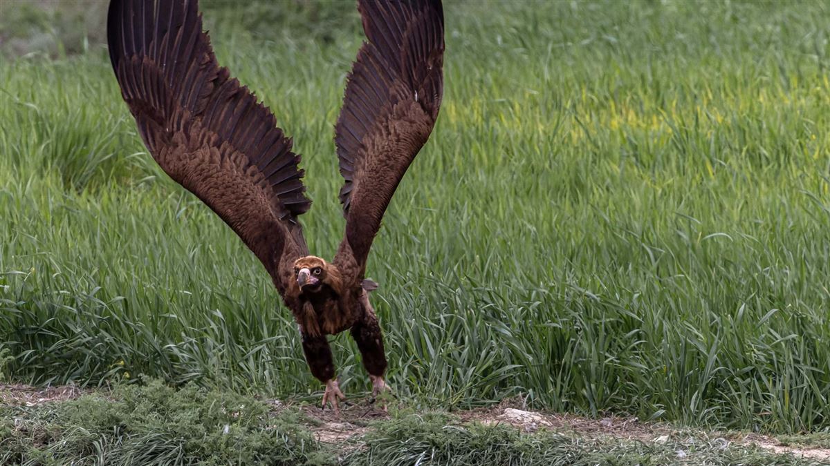 Cinereous Vulture