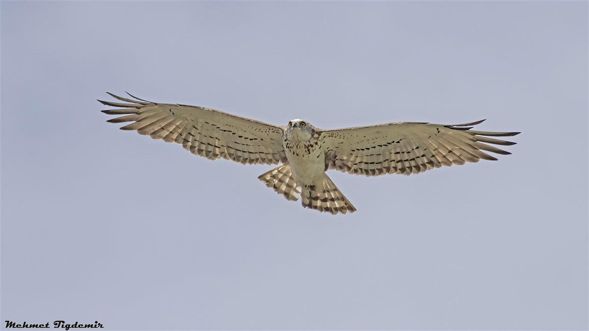 Short-toed Snake Eagle