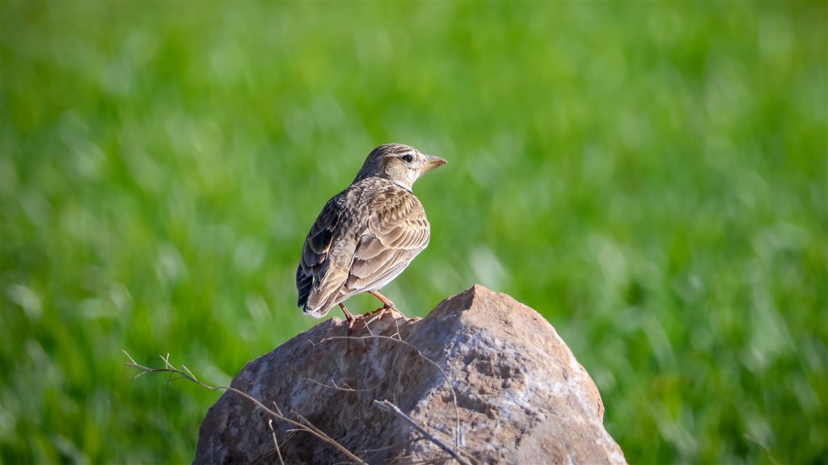 Calandra Lark