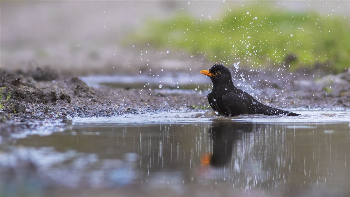 Common Blackbird