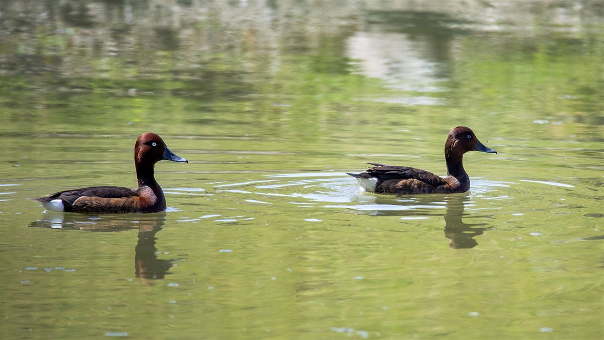 Ferruginous Duck