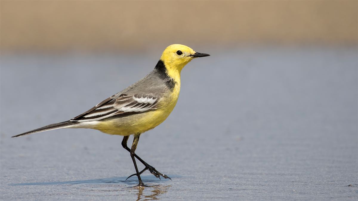 Citrine Wagtail