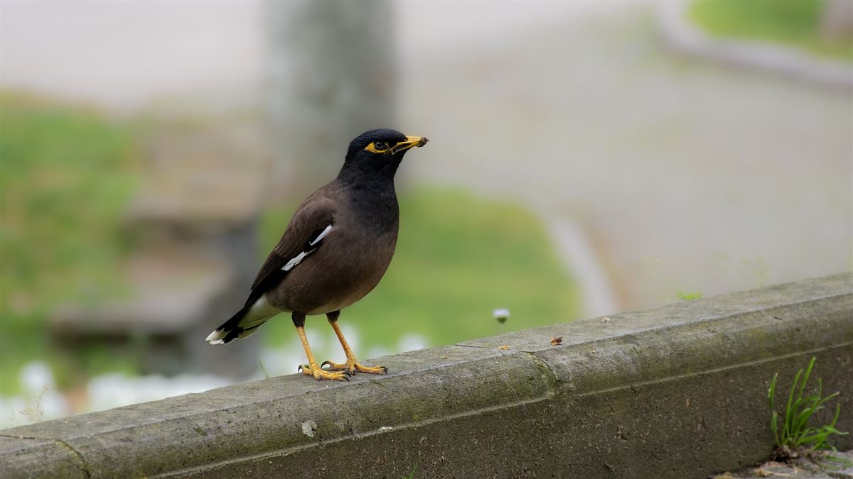 Common Myna