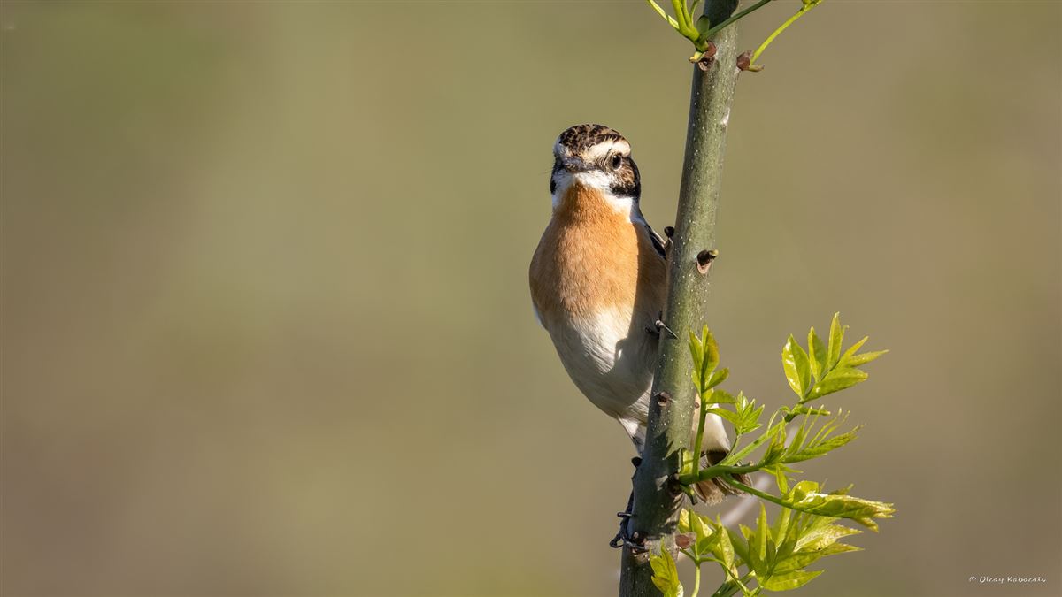 Whinchat