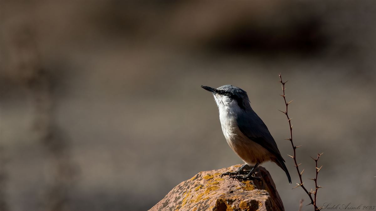 Western Rock Nuthatch