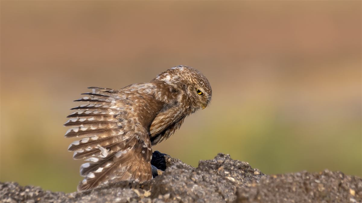Little Owl