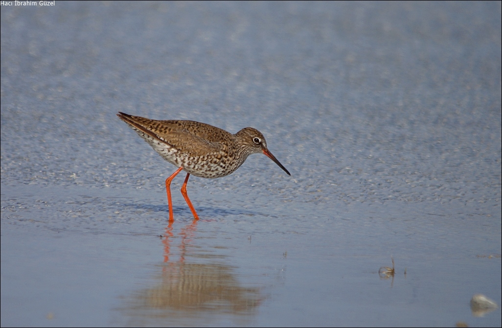 Common Redshank