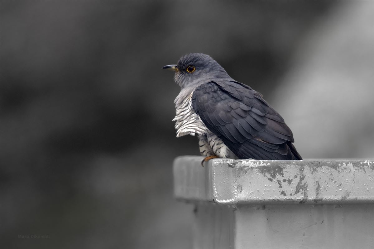 Common Cuckoo