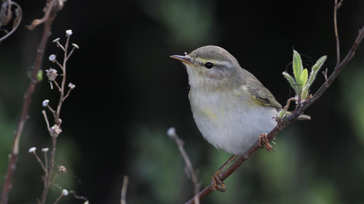 Willow Warbler
