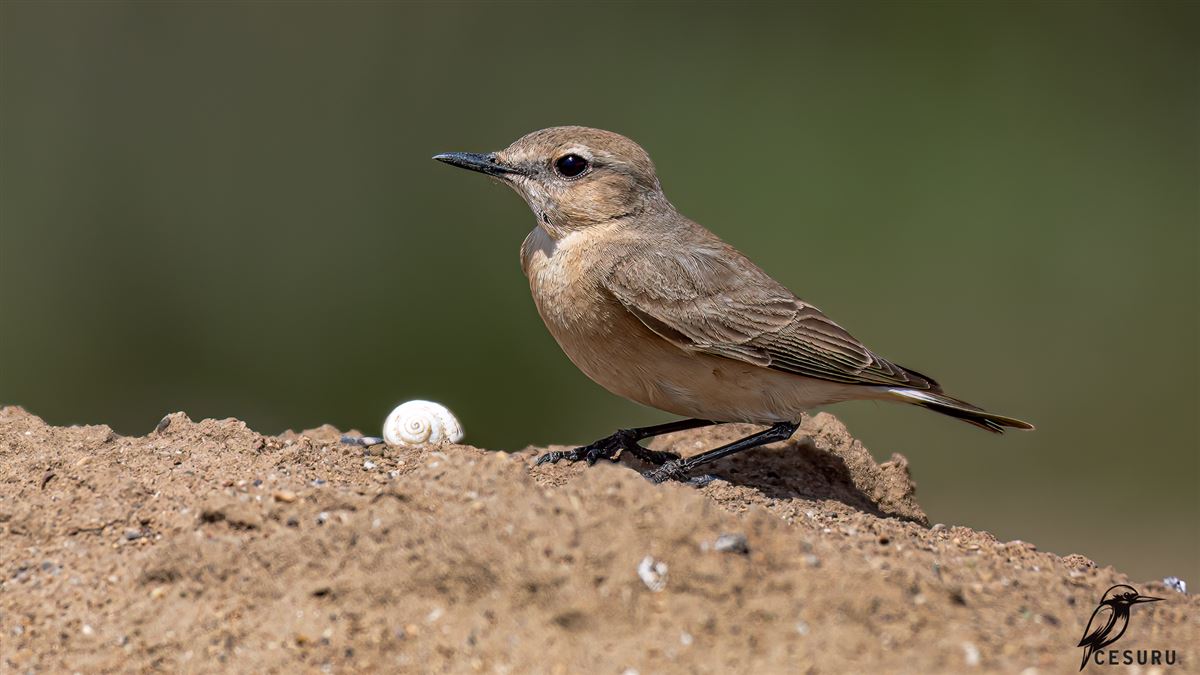 Isabelline Wheatear