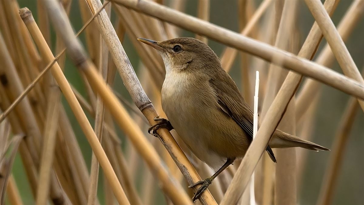 Common Reed Warbler