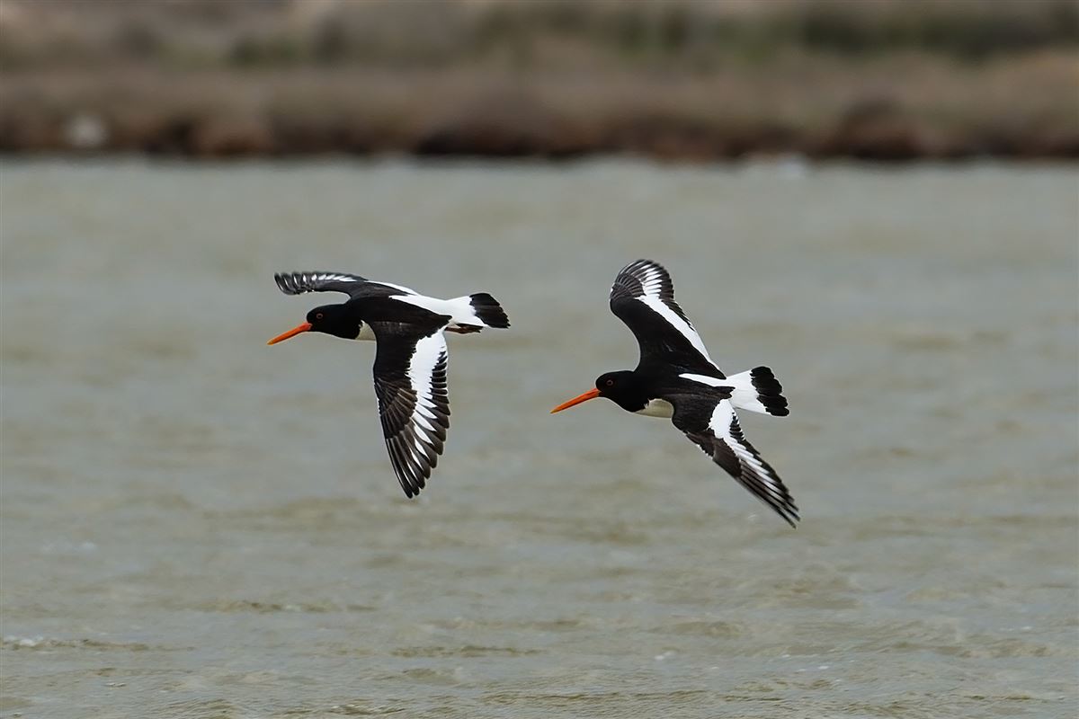 Eurasian Oystercatcher