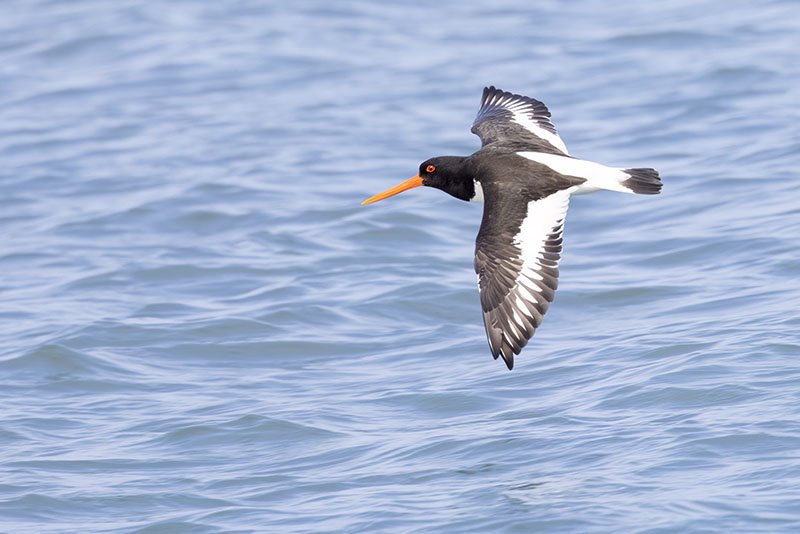Eurasian Oystercatcher