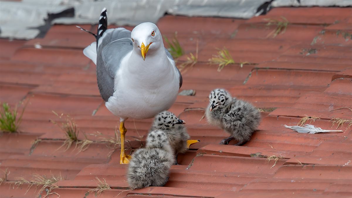 Yellow-legged Gull