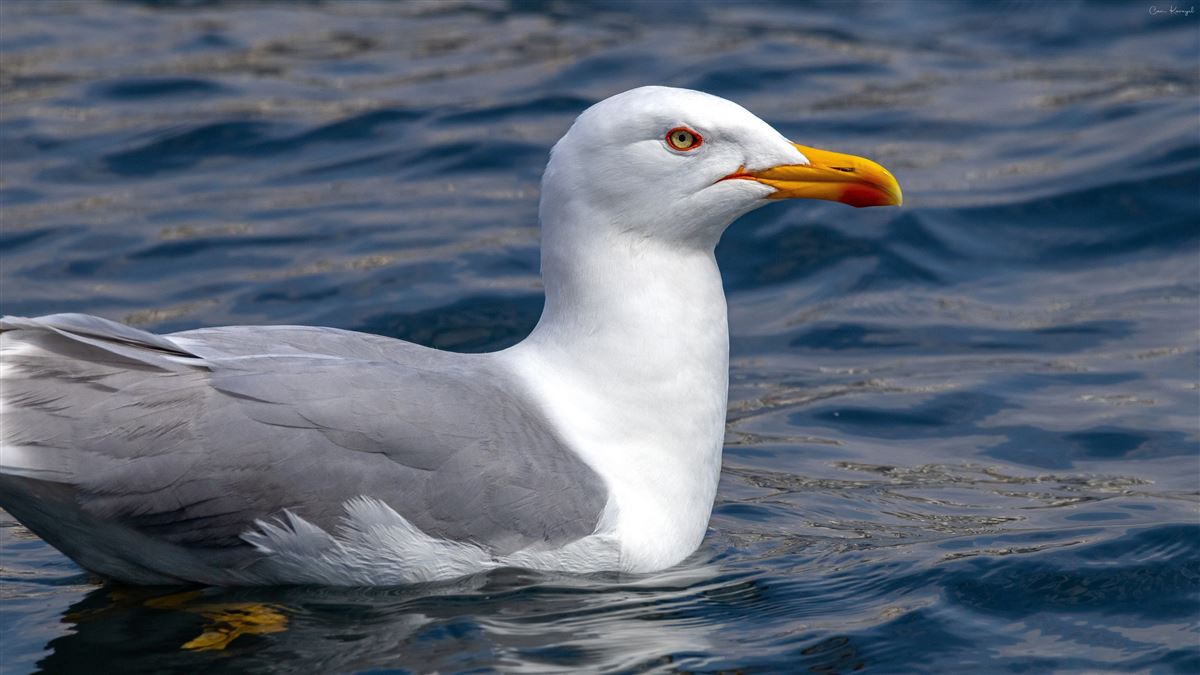 Yellow-legged Gull
