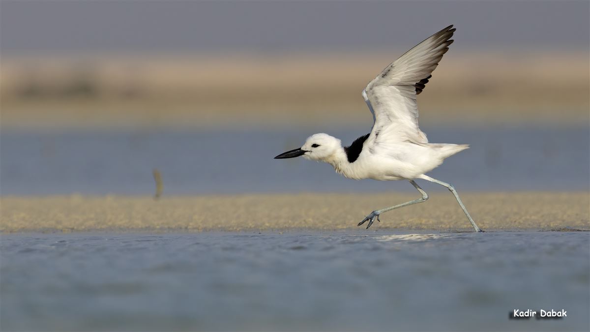 Crab-plover