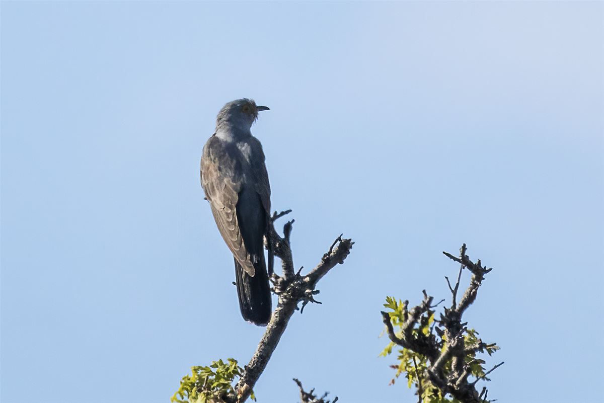 Common Cuckoo