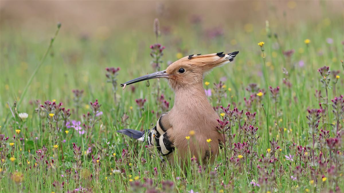 Common Hoopoe