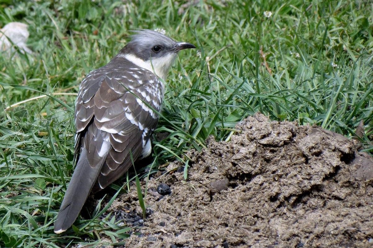 Great Spotted Cuckoo