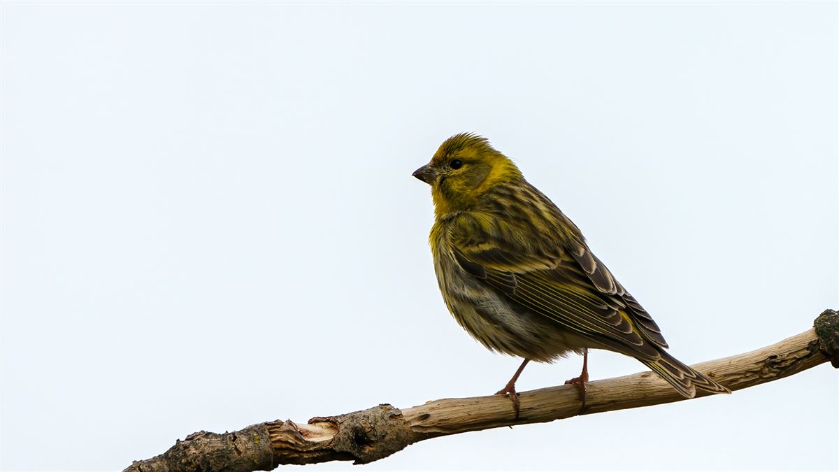 European Serin