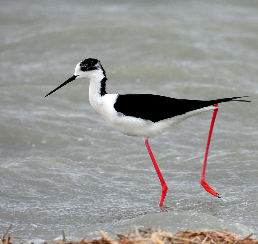 Black-winged Stilt