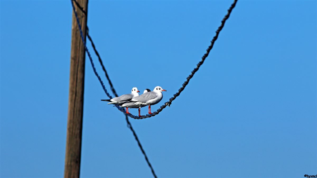Black-headed Gull