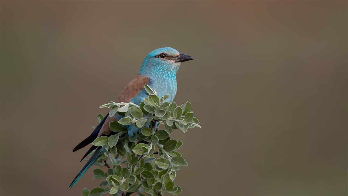 European Roller