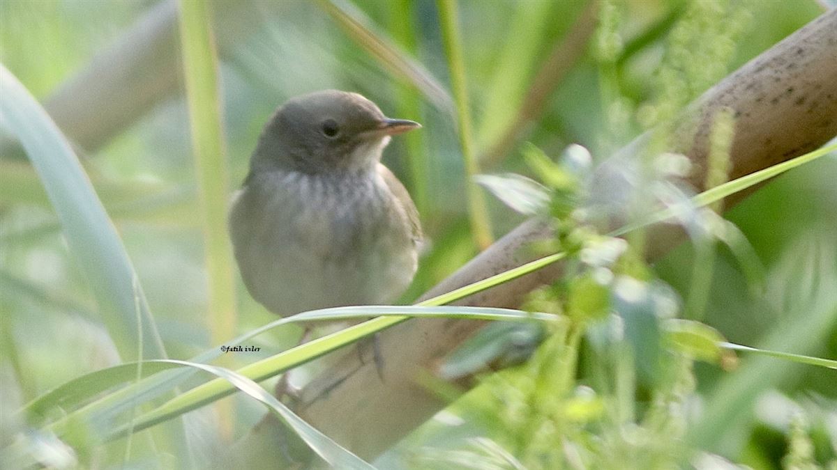 River Warbler