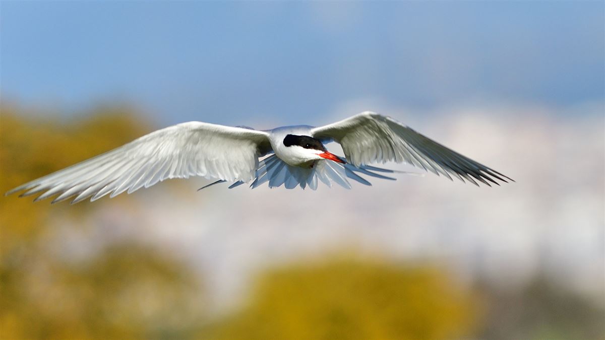 Common Tern