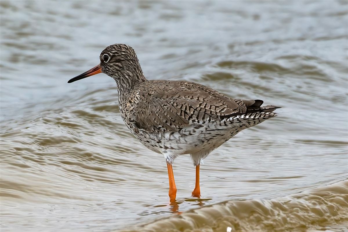Common Redshank