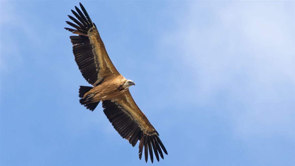 Griffon Vulture