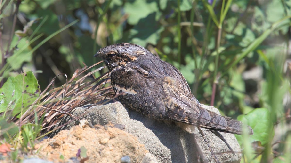 European Nightjar