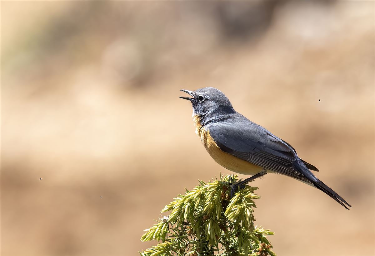 White-throated Robin