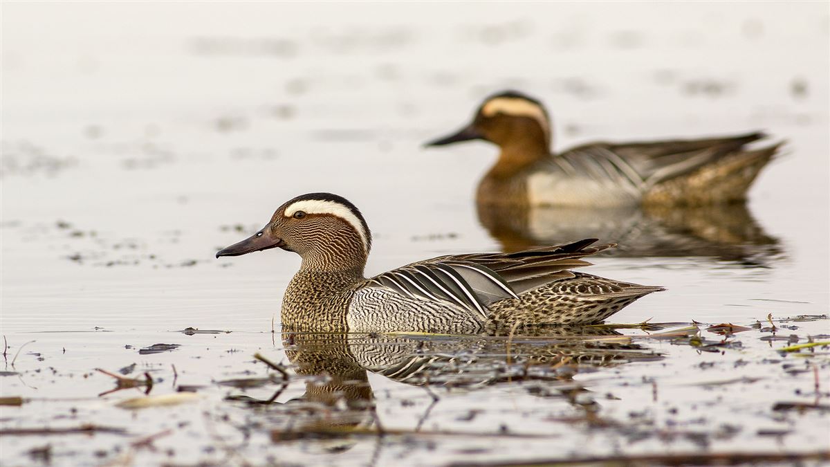Garganey