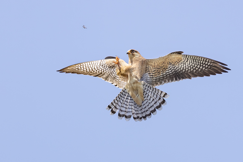 Red-footed Falcon