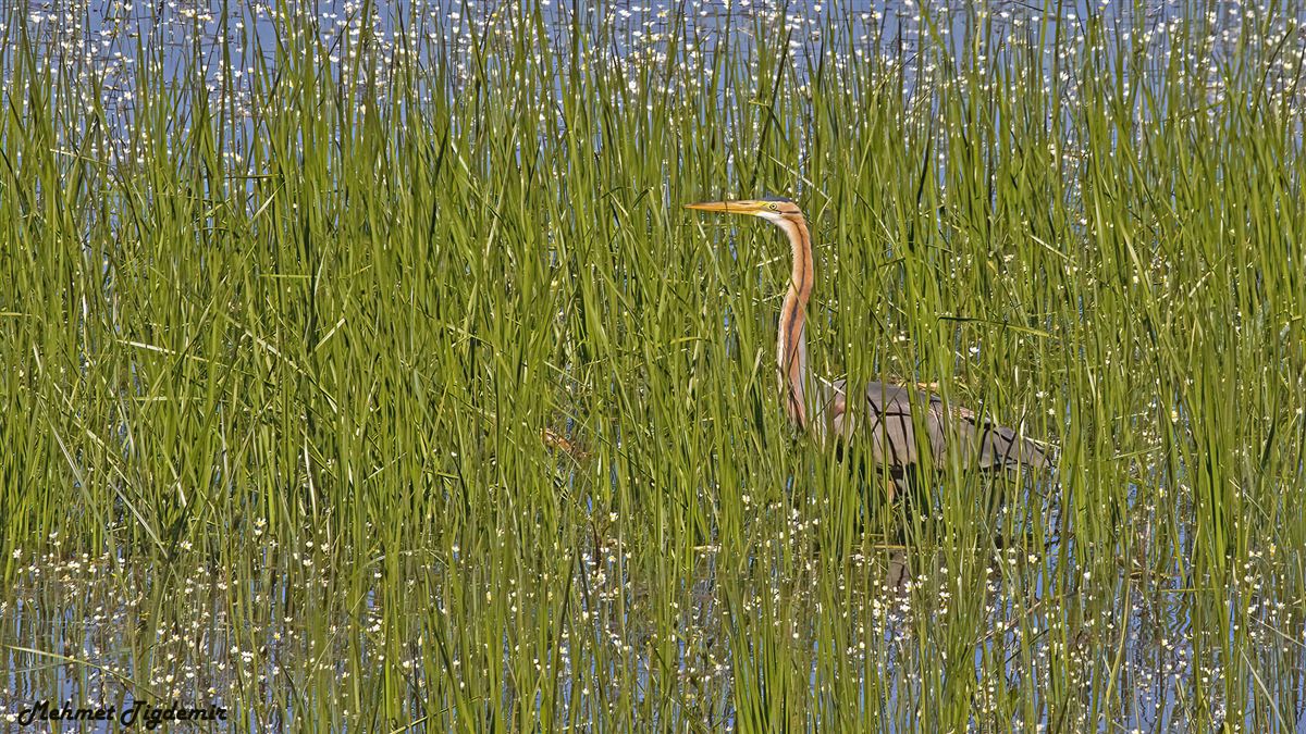 Purple Heron
