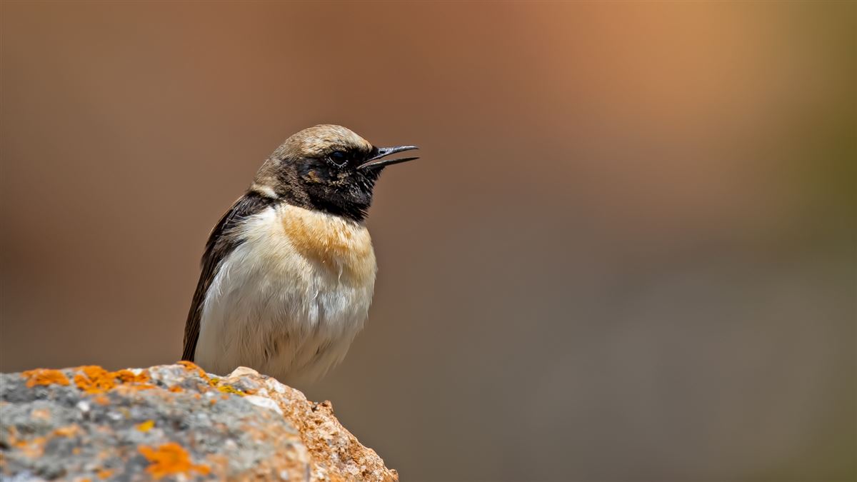 Black-eared Wheatear