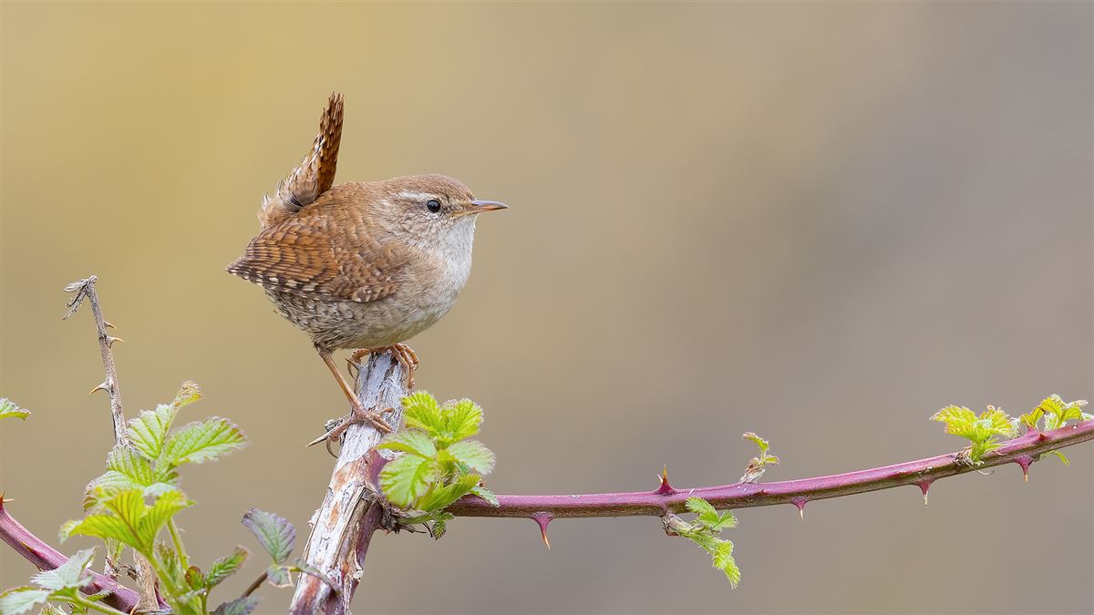 Eurasian Wren