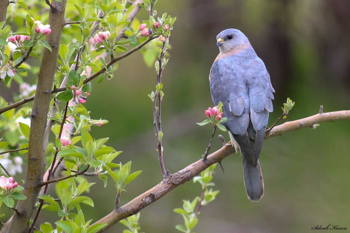 Levant Sparrowhawk