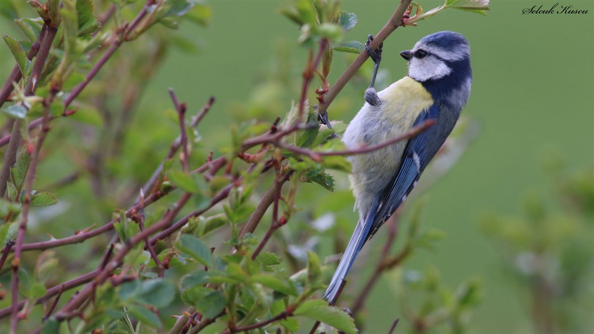 Eurasian Blue Tit