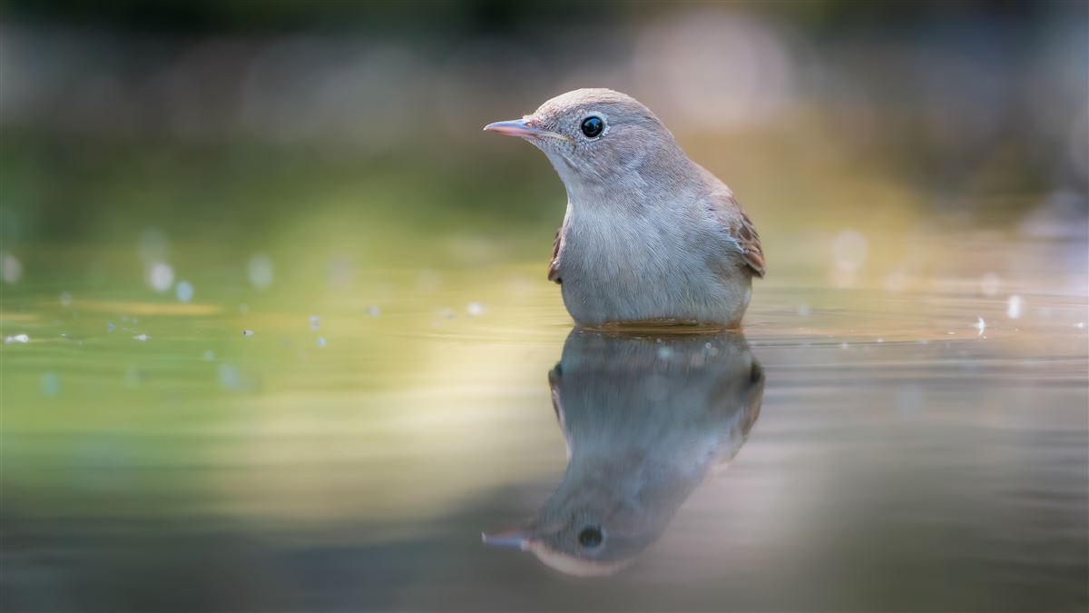 Common Nightingale